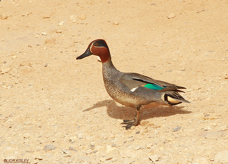 Common Teal   Anas crecca ,Kibbutz Yahel sewege pond, arava valley March 2013 ,Lior kislev ,